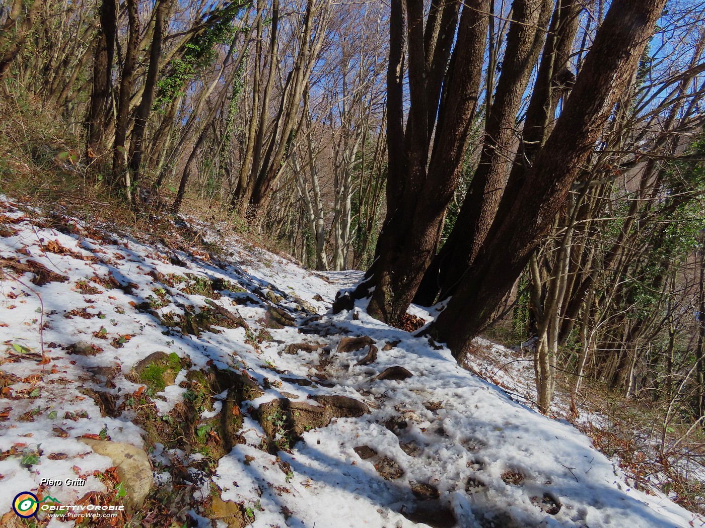 16 Bei carpini neri ben cresciuti.JPG